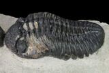 Pedinopariops Trilobite With Partial - Mrakib, Morocco #155380-5